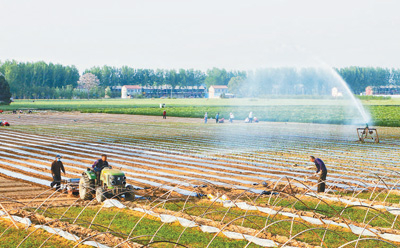 　　河南省柘城县起台镇辣椒种植基地田间场景。　　张子彬摄（资料照片）