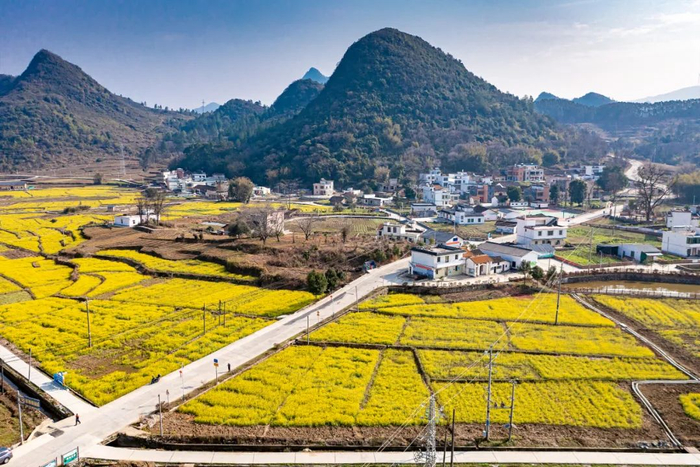 2023 年 2 月 ，位于阳山县大崀镇沙田村的大片油菜花盛开。清远日报签约摄影师 唐志光 摄