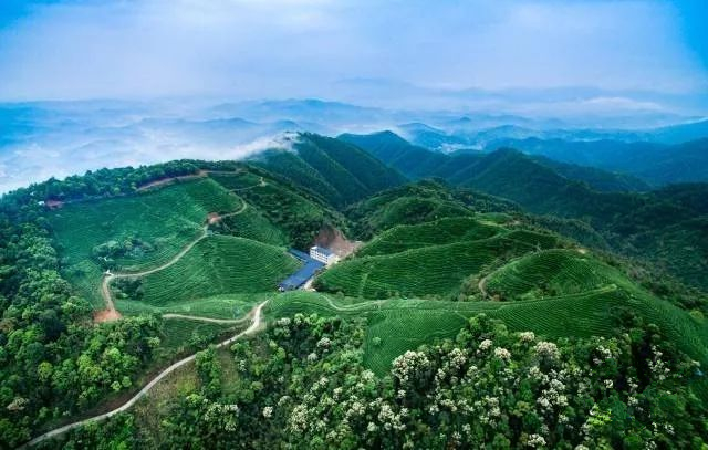 ▲河源市紫金县龙窝镇“红色传承·古韵茶香”精品路线。