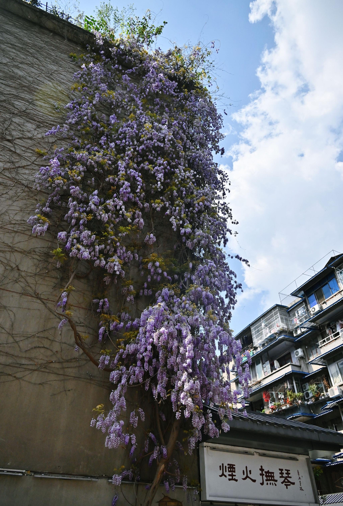 ▲抚琴街道倾泻而下紫藤花瀑布
