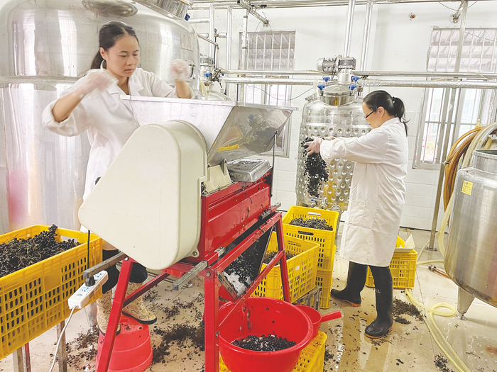     ▲科研人员开展果酒加工实验    本报通讯员关妮纳供图