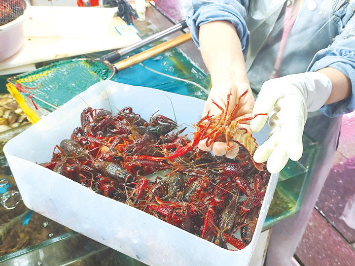     ◀摊主向消费者展示小龙虾    本报记者 苏昭宇 摄