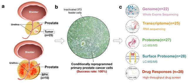 图1. 原代细胞库的建立及多组学和