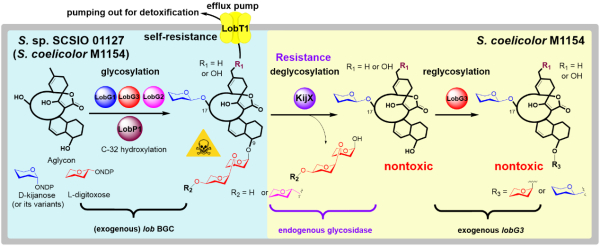 图2 野生型菌株和异源重组菌株中LOBs产生的差异及菌株对LOBs产生抗性的分子机制