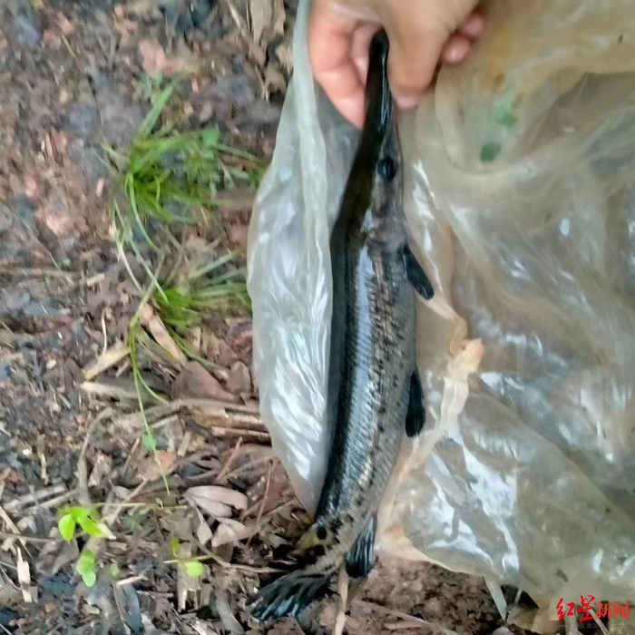 ▲钓上来的鳄雀鳝