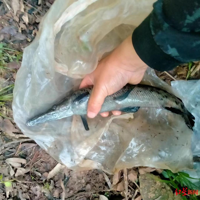 ▲钓上来的鳄雀鳝