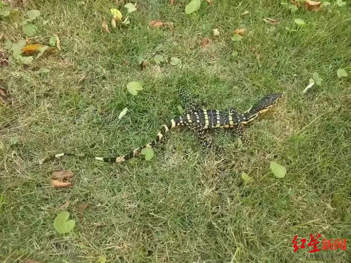 ↑圆鼻巨蜥&nbsp;图据红河发布