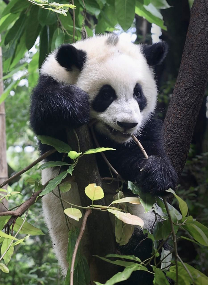 大熊猫“茶茶” 受访者供图