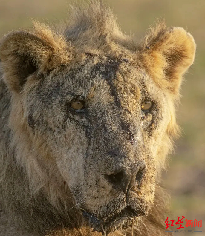 ↑牧民杀死了被认为是肯尼亚最年长狮子之一的Loonkiito