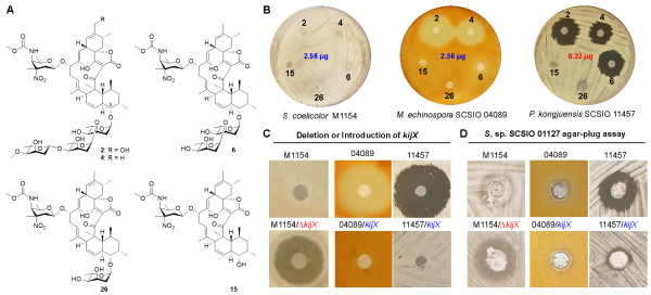 图3 kijX作为抗性基因的鉴定以及LOBs产生菌和非产生菌之间的拮抗作用