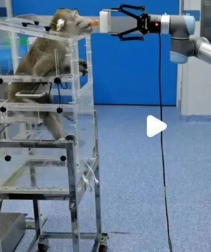 被捆住双手的猴子通过意念操纵机械臂进食图片来源：段峰团队试验视频截图