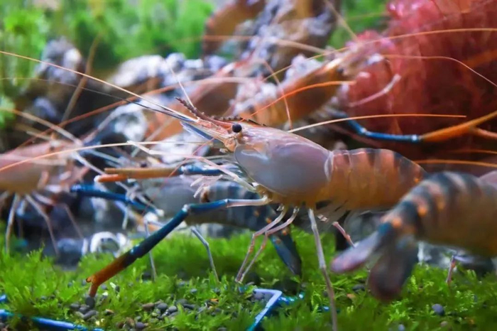 △高要罗氏沼虾。陈彦成 摄