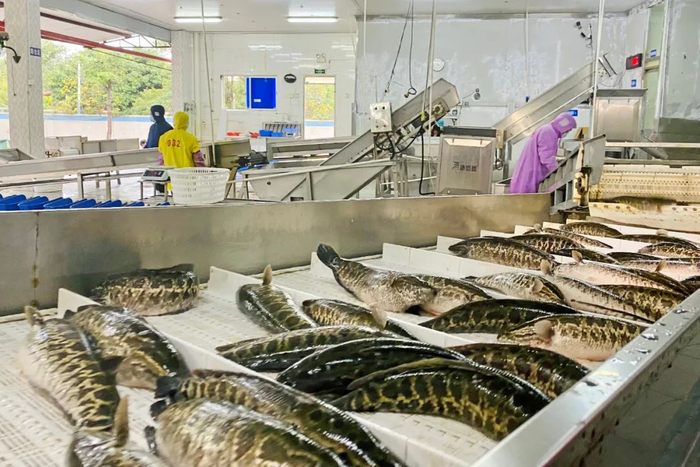 △恒兴水产加工车间。图源 高要发布
