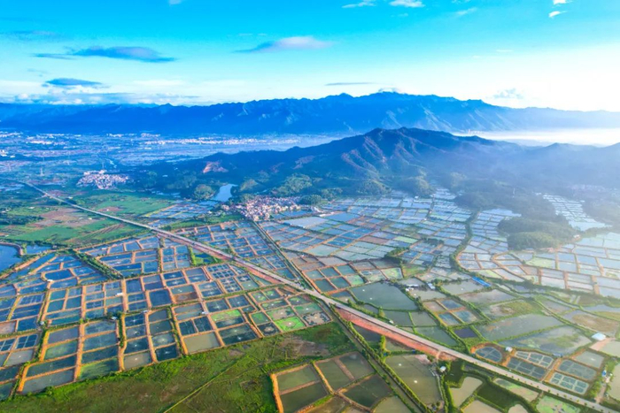 △高要淡水养殖资源丰富，鱼塘、虾塘连片。肖志君 摄