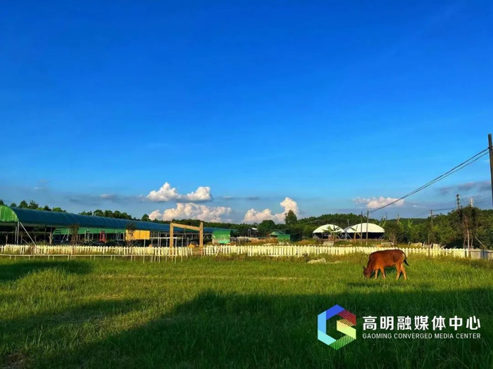 鹏鹄蘑菇庄园。小王/摄