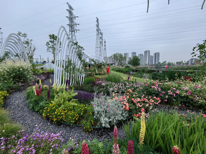 德阳市第二届市花月季展。 周玉琴 摄