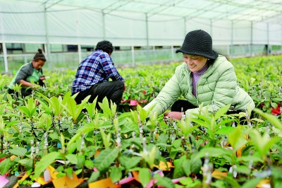  西藏墨脱格当乡尼日卡林下资源合作社里，群众正在培育枇杷苗。张力摄/光明图片
