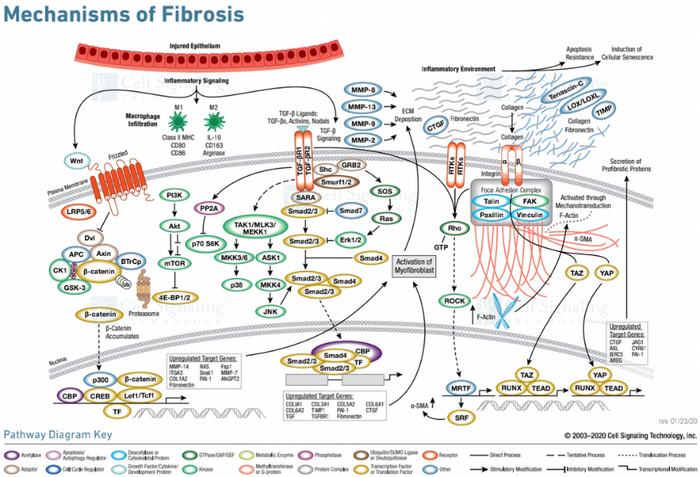 图 | 纤维化损伤过程