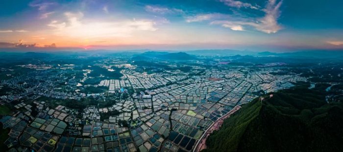 △位于高要区莲塘镇的罗氏沼虾“万亩虾塘”。陈彦成 摄