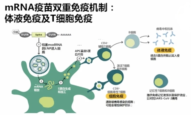mRNA疫苗工作机制