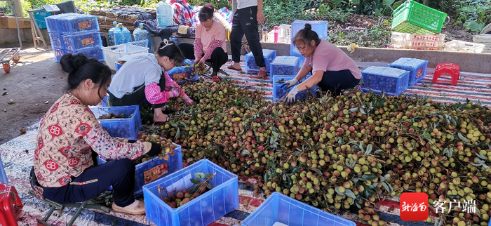 　　图为村民在分拣荔枝。