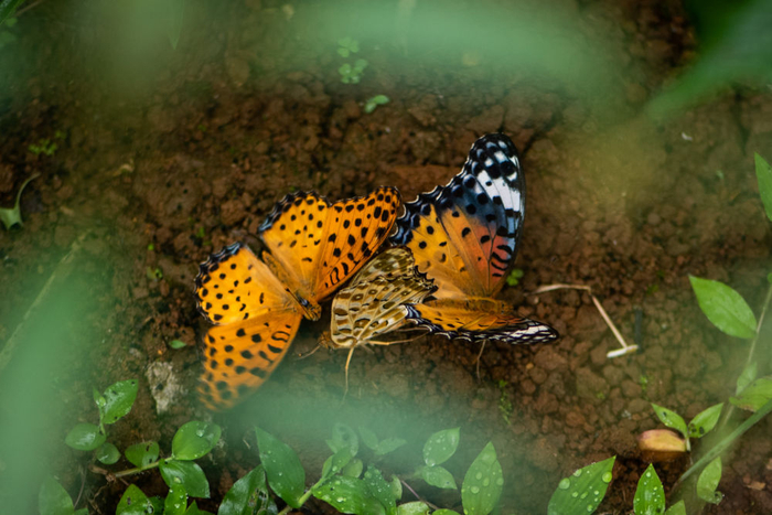 2022年6月9日在中国·红河蝴蝶谷拍摄的蝴蝶。 新华社记者 胡超 摄