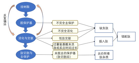 图1 固相合成流程简图及相关杂质的产生途径