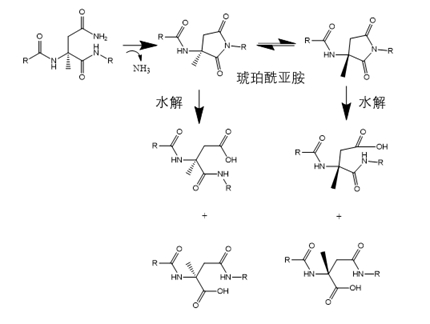 图6天冬酰胺脱酰胺杂质产生机制