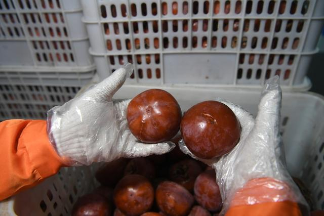 冷冻的磨盘柿子要达到500克重。新京报记者 王颖 摄