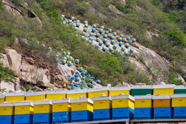 5月9日，北京市密云区太师屯镇，崖壁上的蜂箱。新京报记者 王子诚 摄