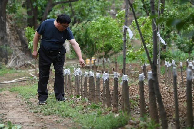 张进良查看村里的柿子树。新京报记者 王颖 摄