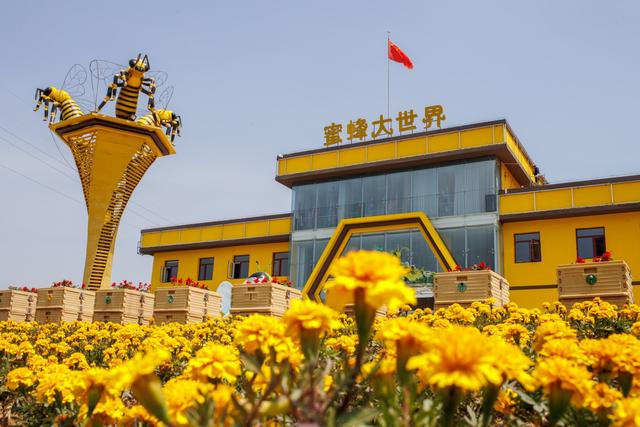 蜜蜂大世界。新京报记者 王子诚 摄