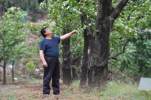 张坊镇大峪沟村村民张进良在村里的柿子树下。新京报记者 王颖 摄