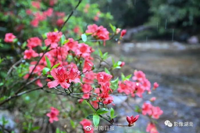 莽山涧上杜鹃。