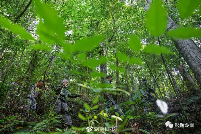 5月18日，莽山国家级自然保护区，陈远辉和保护站的巡护人员一起跋山涉水地开展日常巡护调查工作。