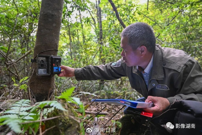 5月18日，莽山国家级自然保护区，技术人员陈德胜在安装红外自动监测相机，以观测动物习性进行科学研究调查。