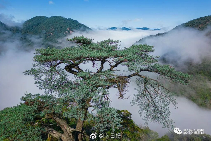 国家二级重点保护野生植物华南五针松。