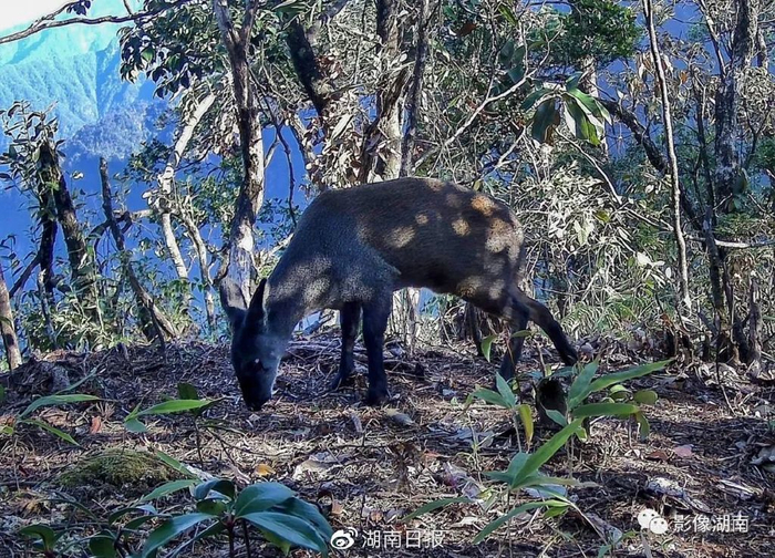 国家一级重点保护野生动物林麝。（红外相机照片）