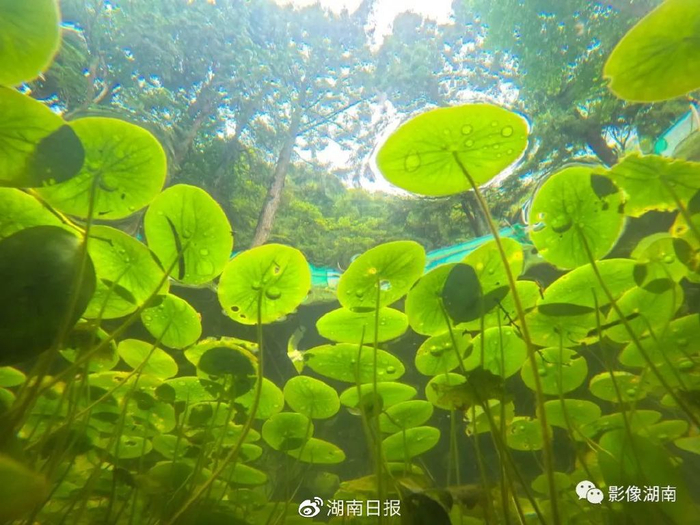 国家二级重点保护野生植物莼菜。