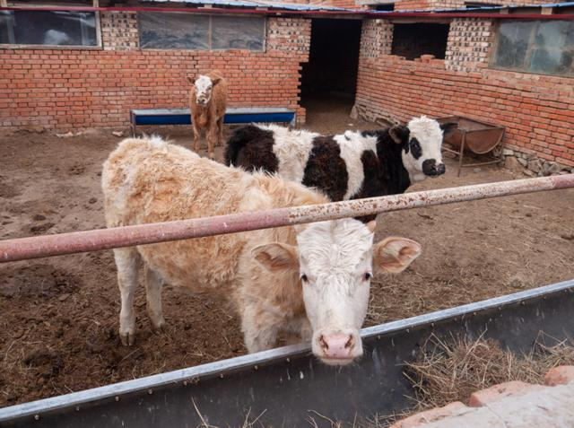 村民们养的牛