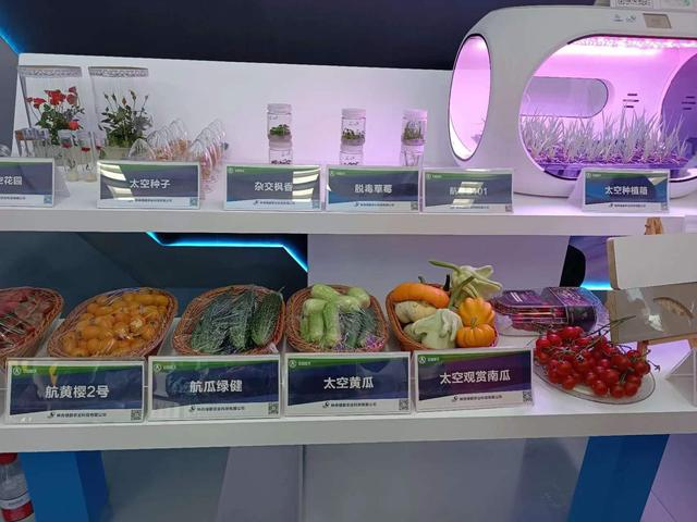航天育种技术培育的作物新品种。新京报贝壳财经记者孙文轩摄
