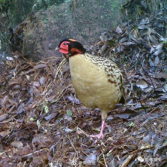 国家一级重点保护野生动物黄腹角雉。（红外相机照片）