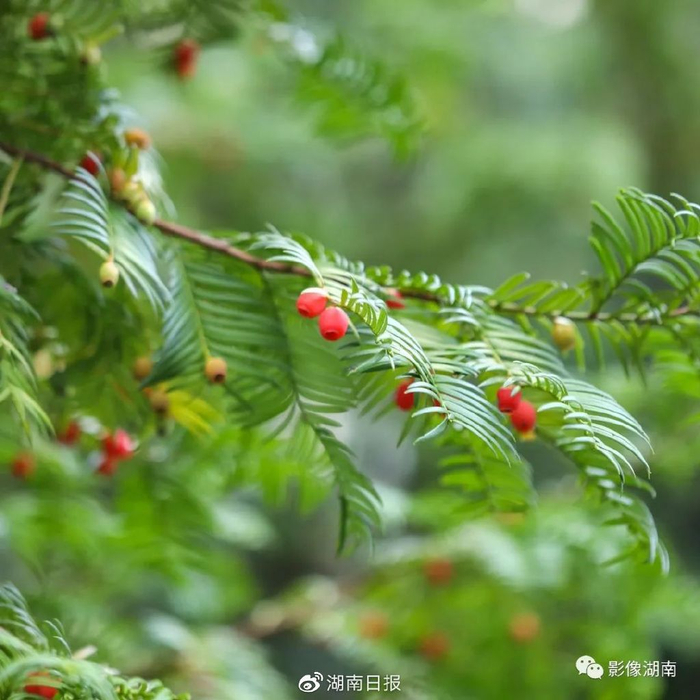 国家一级重点保护野生植物南方红豆杉。
