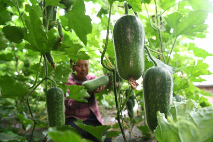 蔬菜大棚的冬瓜。新京报记者 王颖 摄