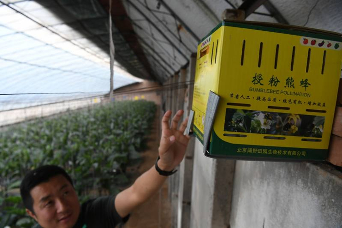 北菜园负责人介绍蔬菜大棚授粉的蜜蜂。新京报记者 王颖 摄