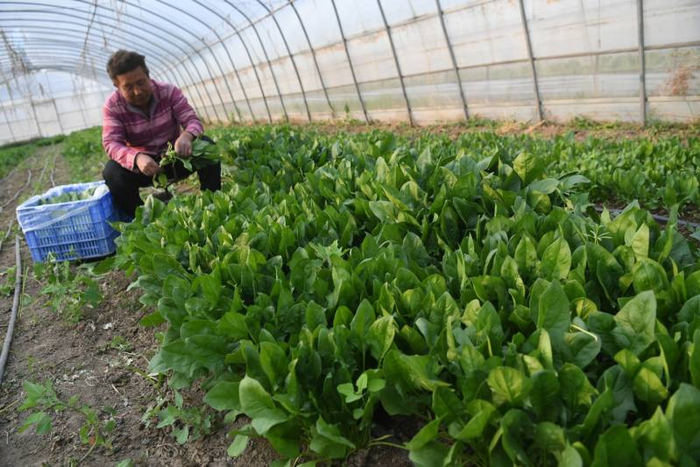 北菜园蔬菜基地，工人在收成熟的菠菜。新京报记者 王颖 摄