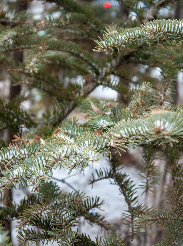 公益林里的樟子松郁郁葱葱
