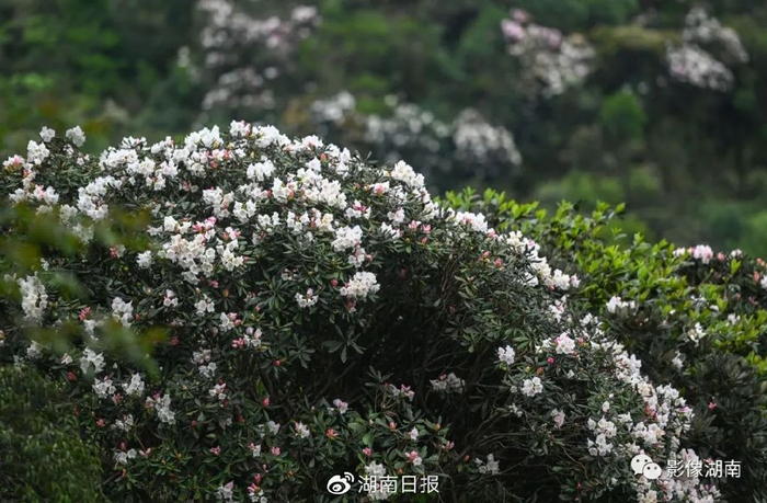 莽山猴头杜鹃。