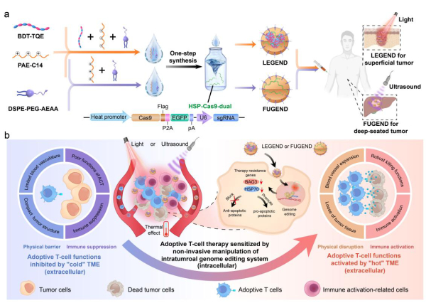 图1.光/声非侵入手段激活瘤内基因编辑增效ACT疗法的作用机制 