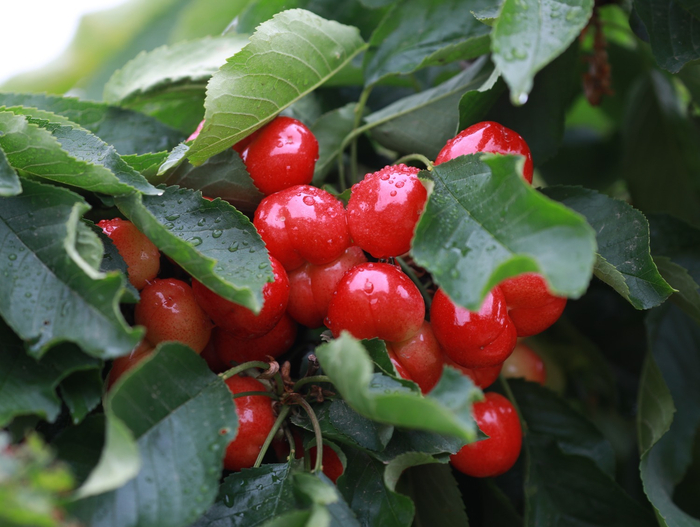 图为阳光撒在娇艳欲滴的樱桃上，令人垂涎欲滴。